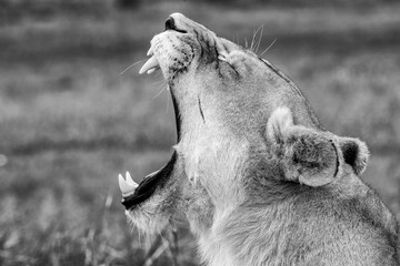 lioness in the Kruger national park