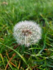 close up of dandelion in the grass