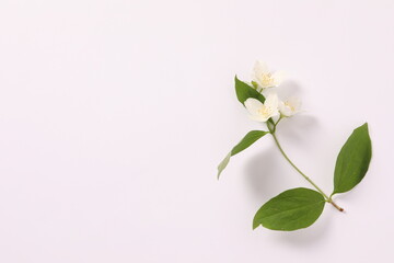 Fototapeta premium branch of jasmine