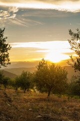 Fototapeta na wymiar Olive trees at sunset on the mountain. n Douro valley near Pinhao village, heritage of humanity