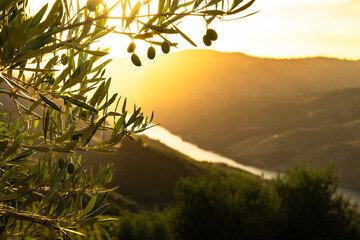 Olive trees at sunset on the mountain. n Douro valley near Pinhao village, heritage of humanity