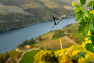 Vineyards at romantic in Douro valley near Pinhao village, heritage of humanity	