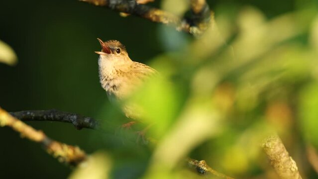 Close-up of Common grasshopper warbler moving around and singing on a beautiful late spring morning in Estonia, Northern Europe	