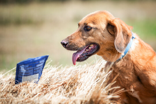 Photo of the rescued dog from dogs shelter during regular daily activities