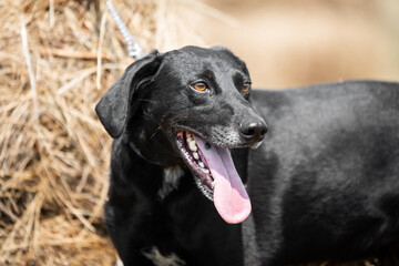 Photo of the rescued dog from dogs shelter during regular daily activities