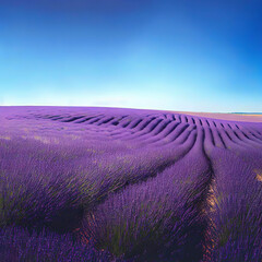 Naklejka na ściany i meble Lavender fields create a dreamlike landscape with their stunning purple hues