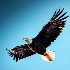 Obraz premium The eagle's keen eyes scan the land below as it searches for prey