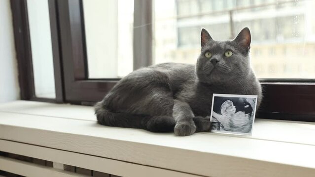 Cat sitting on the windowsill with a picture of a baby