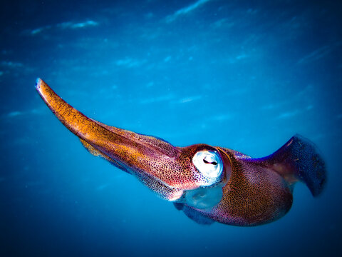 Caribbean reef squid under the waves in the Carribbean, Roatan, Bay Islands, Honduras
