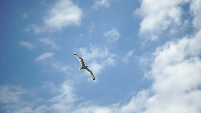 Seagull flying in summer sky. A flock of the seagull birds flies under a blue sky, over the sea along the rocky coast. Freedom concept