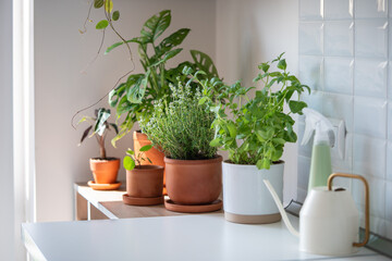 Fresh aromatic garden herbs and houseplants in terracotta pot in the kitchen. Seedling of herbal plants for healthy cooking - thyme and mint. Home gardening and cultivation