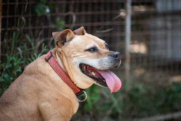 Photo of the rescued dog from dogs shelter during regular daily activities