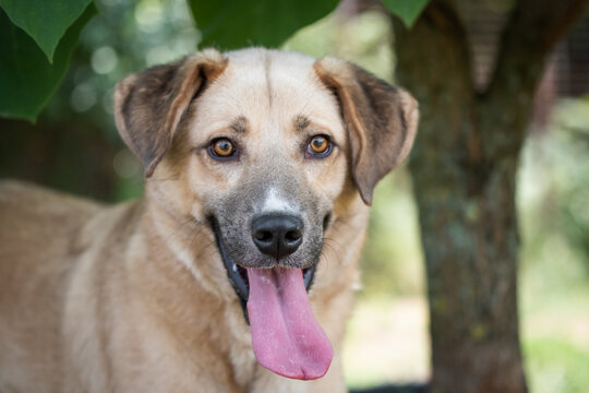 Photo of the rescued dog from dogs shelter during regular daily activities