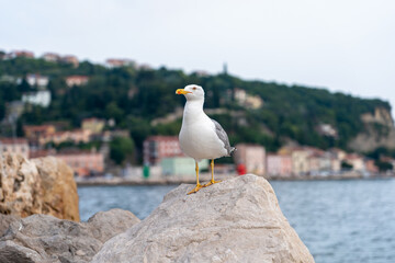 Seagull closeup, sitting, blurred background, Piran, Slovenia