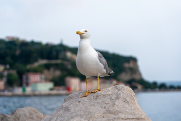 Seagull sitting on the the rock, Piran, Slovenia