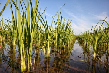 Fototapeta premium grass and water