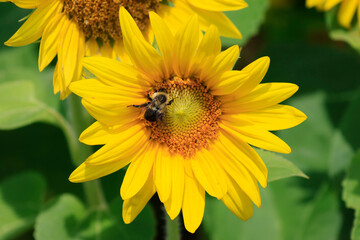 sunflowers in the wild