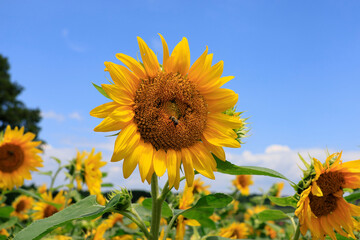 sunflowers in the wild