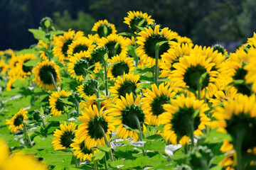 sunflowers in the wild