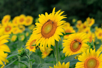 sunflowers in the wild