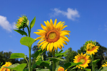 sunflowers in the wild