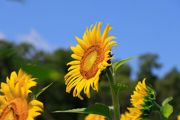 sunflowers in the wild