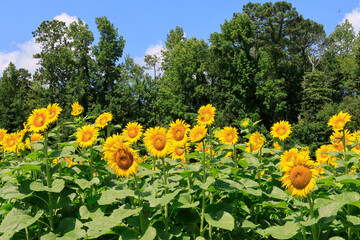 sunflowers in the wild