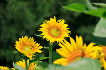 sunflowers in the wild