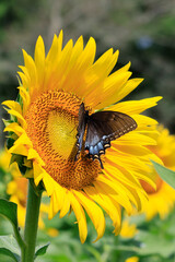 sunflowers in the wild