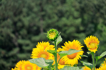 sunflowers in the wild