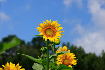 sunflowers in the wild