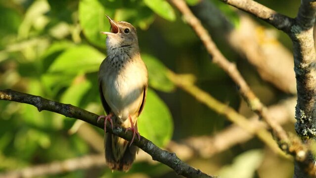 Closeup of Common grasshopper warbler singing on a beautiful and sunny spring morning in Estonia, Northern Europe