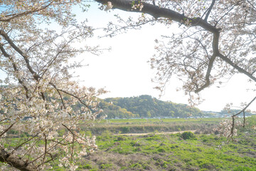 背割堤