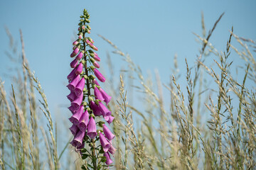 Foxglove