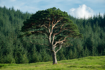 Scots Pine Tree