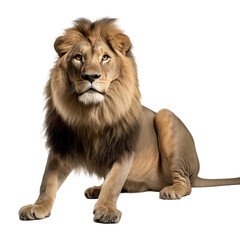 Obraz premium male lion isolated on white background