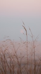 Natural vertical background - a blade of grass at sunset in pastel colors