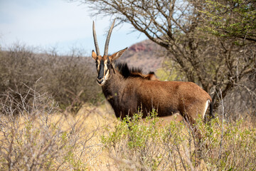 Sable antelope at kruger national park - obrazy, fototapety, plakaty