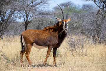 Sable antelope at kruger national park © photogallet