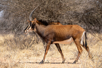 Sable antelope Kruger National Park