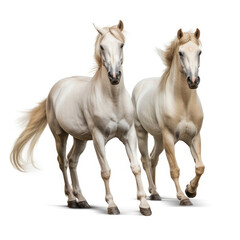 two horses isolated on white