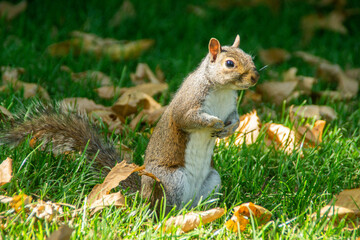 A squirrel on a grass with dry leaves in summer in Hyde Park, London 