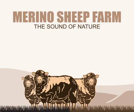 MERINO SHEEP FARM BANNER, great view of field farm in mountain vector illustrations, this image can used as company farm banner or poster etc.