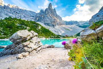 Beautiful view on purple flowers and turquoise Sorapis lake and with dito di dio in the background in the evening. Lake Sorapis, Dolomites, Belluno, Italy, Europe.