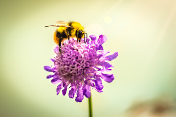 Happy yellow mountain bumblebee drinks nectar from beautiful turquoise flower in the afternoon. Lake Sorapis, Dolomites, Belluno, Italy, Europe.