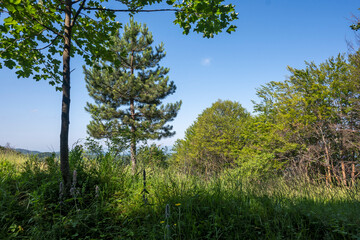 Landscape of Erul mountain near Kamenititsa peak, Bulgaria