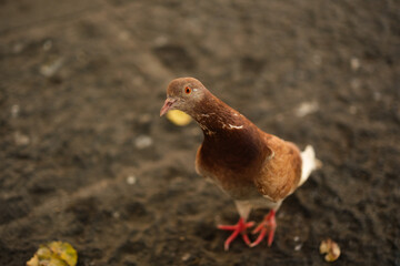 photogenic pigeon in the city