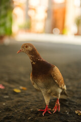 pigeon posing in the city