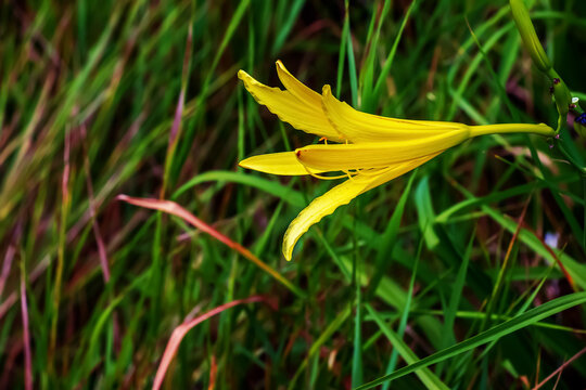 Hemerocallis citrina, common names citron daylily and long yellow daylily, is a species of herbaceous perennial plant in the family Asphodelaceae.