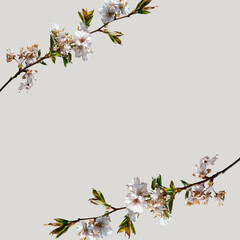 cherry blossom background